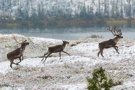 The Reindeer Games - JSTOR Daily