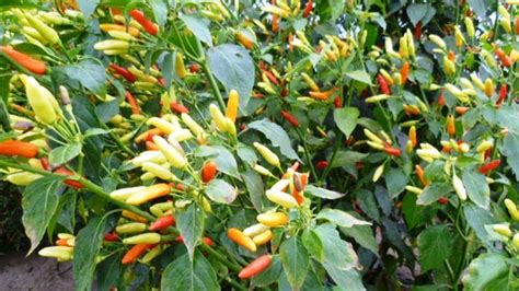 Capsicum frutescens: Systematics, Etymology, Habitat, Cultivation