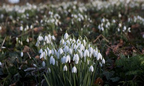 Snowdrops at Walsingham – Walsingham Abbey