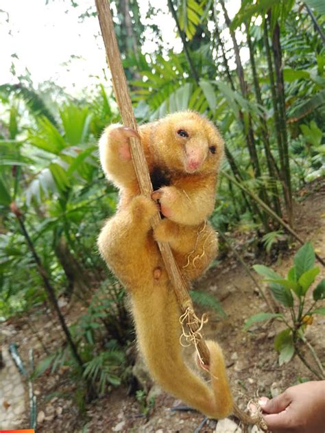 Central American Silky Anteater, also called pygmy anteater, cyclopes dorsalis