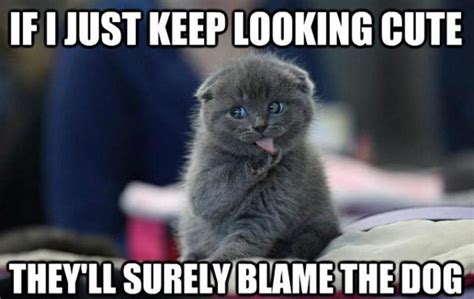 55 Funniest Cat Memes Ever Will Make You Laugh Right MEOW!