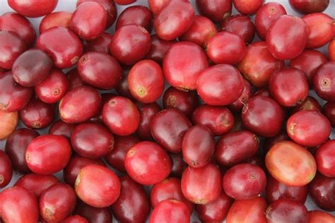 Coffee Cherry Superfood You Haven't Heard Of | Epicure & Culture : Epicure & Culture