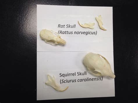 Squirrel and rat skull | Vertebrates, Squirrel, Skull