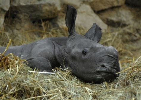 World Rhino Day 2014: Facts to Celebrate the Five Surviving Species | IBTimes UK