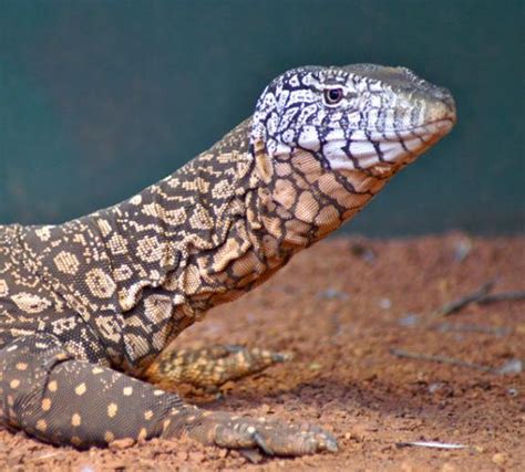 Perentie » Caversham Wildlife Park