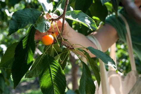 Cherry picking - Alchetron, The Free Social Encyclopedia