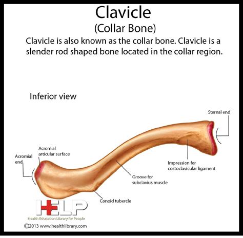 Clavicle (Collar Bone) Inferior View | Upper limb anatomy, Anatomy, Massage therapy