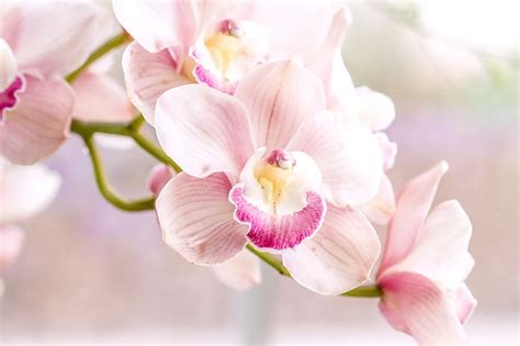 Pink and white orchid flower, pink, tenderness, Orchid, HD wallpaper | Wallpaperbetter