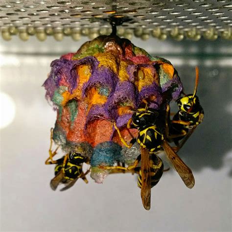 When Wasps Are Given Colored Paper, They Build Rainbow Nests | Bored Panda