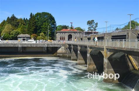 10 BEST Things at Ballard Locks - Free Entry, Salmon Viewing, History