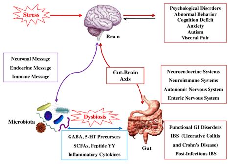 The Neuroendocrine System of the Gut and the Brain-Gut Axis | SJFM