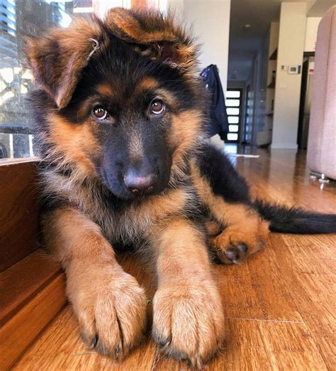 22 Pics Of German Shepherd Dogs To Put A Smile On Your Face | Dogs Addict