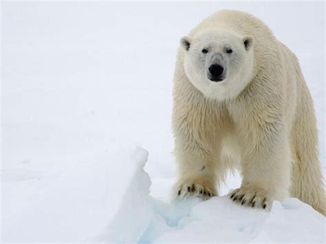 Ziege Inspektion Wäsche oso polar en peligro de extincion Schlacht ...