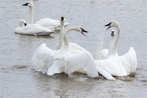 Tundra Swan Migration 2017 — Christine Croucher