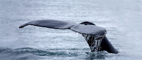 Whales - Greenland Travel