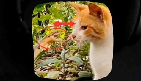 Cat vs Snake Video: Who Has the Faster Reaction Time? | Catch News