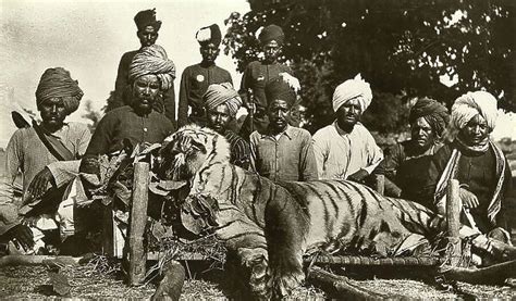 Tiger hunt in India Date: circa 1910 Our beautiful Wall Art and Photo Gifts include Framed ...