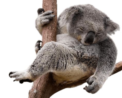 Koala Png Image Background Png Arts | Images and Photos finder