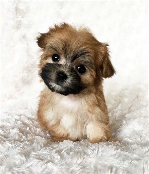 Teddy Teacup Morkie (Yorkie/Maltese) Puppy!! | iHeartTeacups