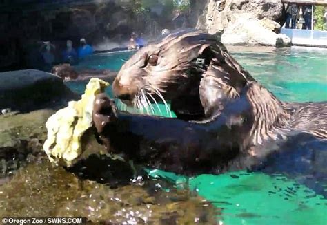 Oregon Zoo otter shows off her shell-opening skills as she breaks open ...