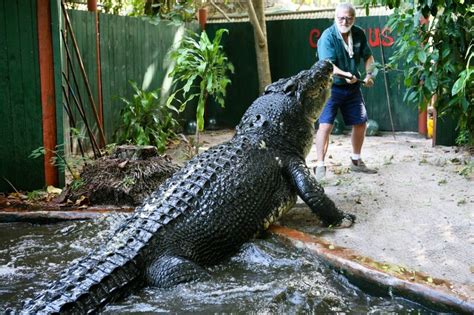 Largest crocodile in captivity shown in photos | Adventure Sports Network | Crocodilo, Jacaré ...