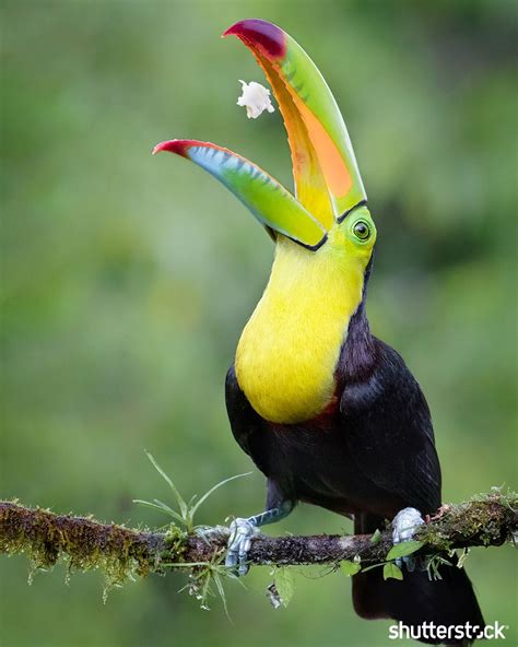 📍 Boca Tapada, Costa Rica | Wildlife photography birds, Pet birds, Most beautiful animals