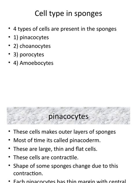 Cell Type in Sponges | PDF | Sponge | Zoology