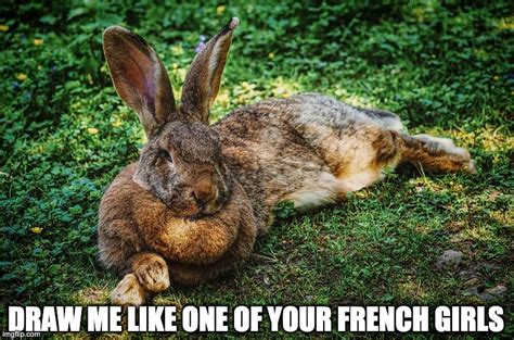 The 30 Best Bunny Rabbit Memes - Hop to Pop