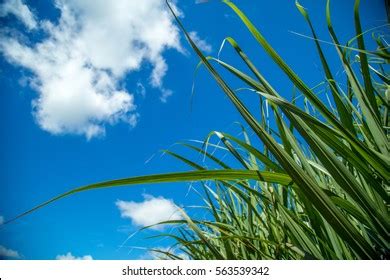 Sugar Cane Plantation Stock Photo 563539342 | Shutterstock