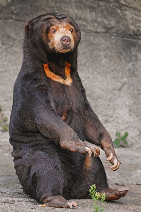 File:Sitting sun bear.jpg