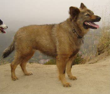 Coydog (Domestic Dog/Coyote Hybrid) Info, Behavior, Sounds, Pictures
