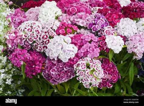 Bicolored, red and white hortensia Stock Photo - Alamy