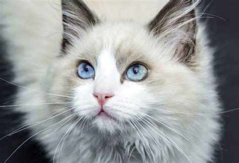 Qui est le Ragdoll? Infos et caractéristiques d’un chat très calme