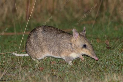 Eastern Barred Bandicoot - Stock Image - F031/9468 - Science Photo Library