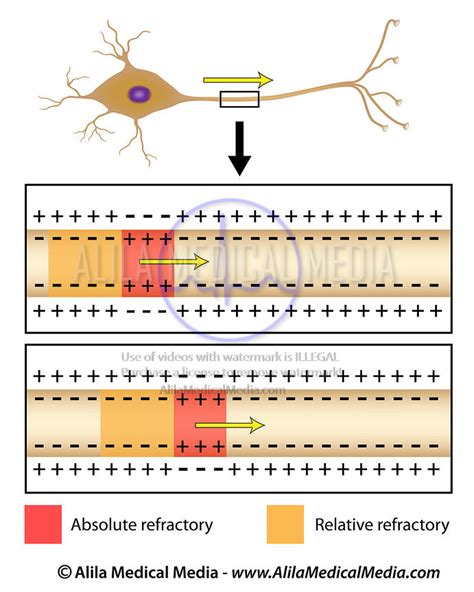 Alila Medical Media | Action potential conduction in axon | Medical ...