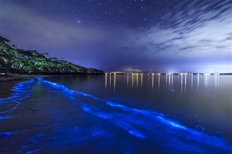 La Parguera at night, bioluminescent bay,Puerto Rico | Bioluminescent ...