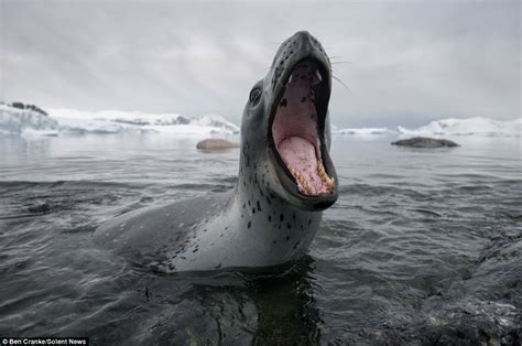 Ben Cranke photographs penguin escape from seal in Antarctica | Daily Mail Online