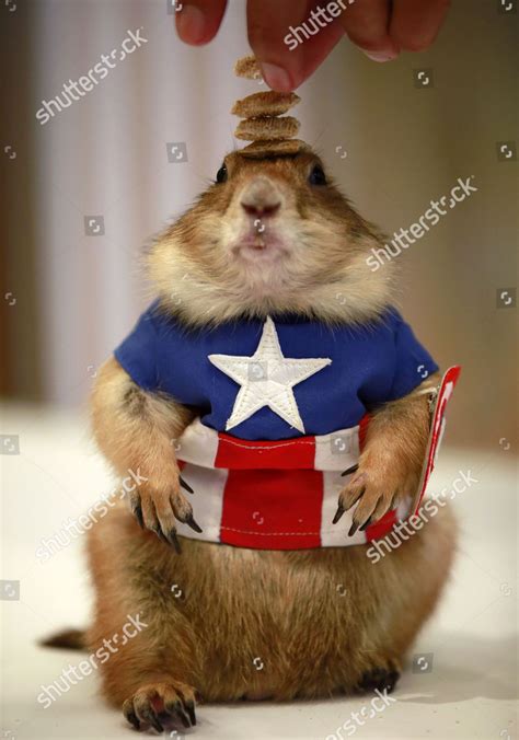 Prairie Dog Wearing Costume Us Superhero Editorial Stock Photo - Stock ...