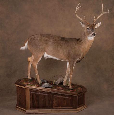 316 best images about Whitetail mounts. on Pinterest | Horns, Deer ...