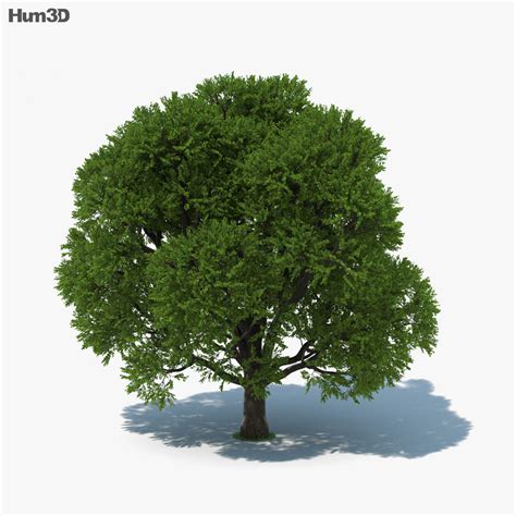 Oak Tree 3D model - Download Trees on 3DModels.org