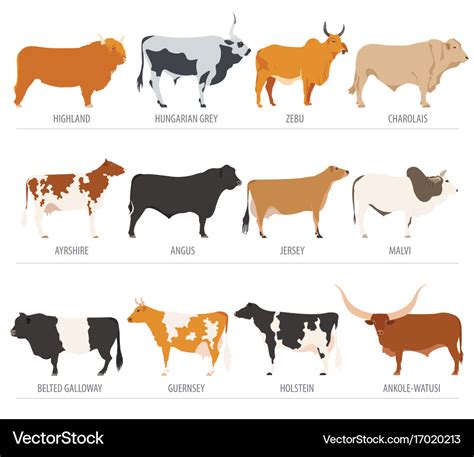 Cattle breeding cow bulls breed icon set flat Vector Image