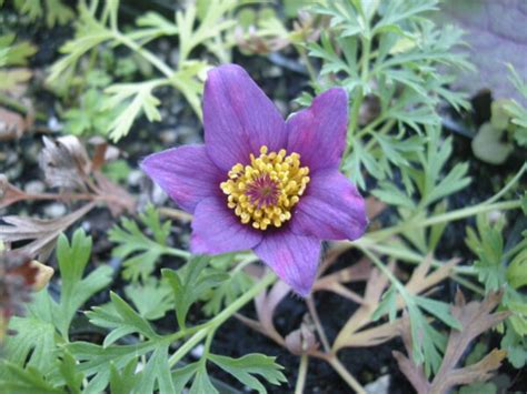 Pulsatilla - Organic Medicinal Live Plants for Sale - Crimson Sage Nursery