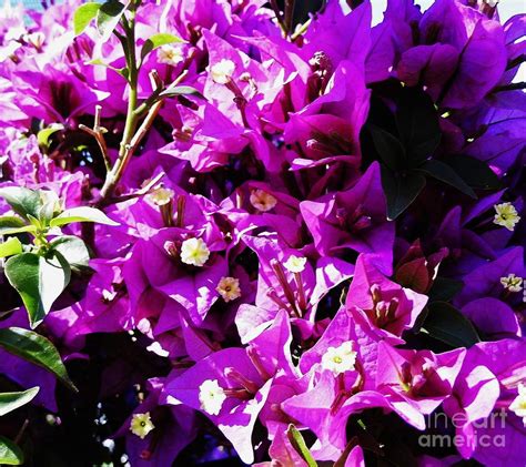 Purple - Bougainvillea - Plant Photograph by D Hackett