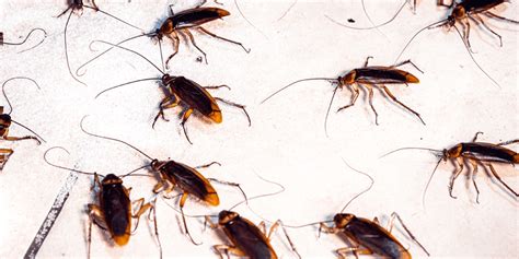 Cockroach Elimination Services | New York City - Unlimited Pest