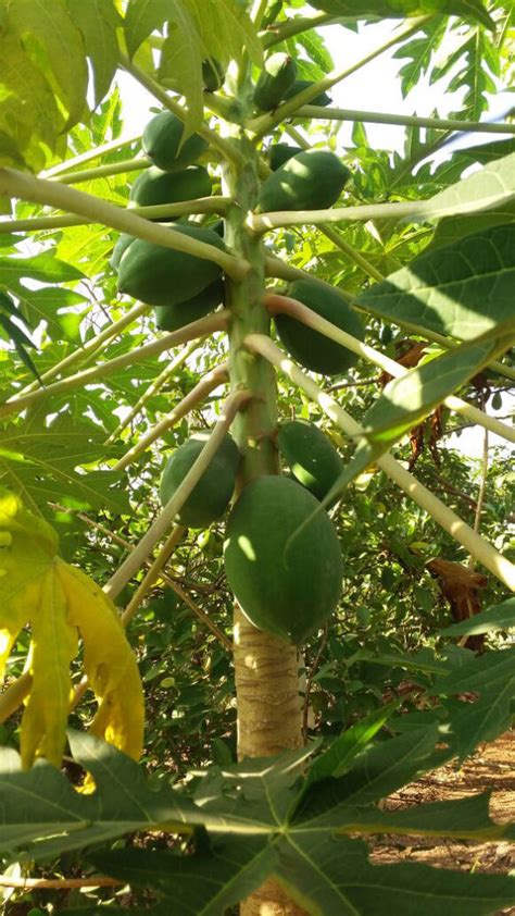 Growing papaya tree | How to grow Papaya in a container | Dwarf Papaya ...