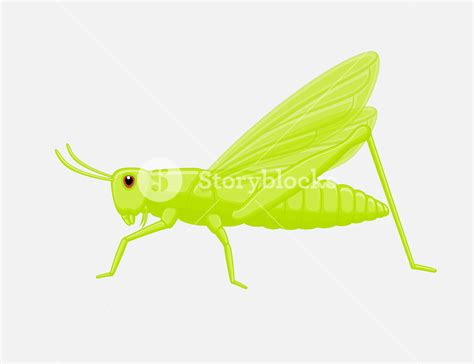 Cricket Insect Vector at Vectorified.com | Collection of Cricket Insect ...