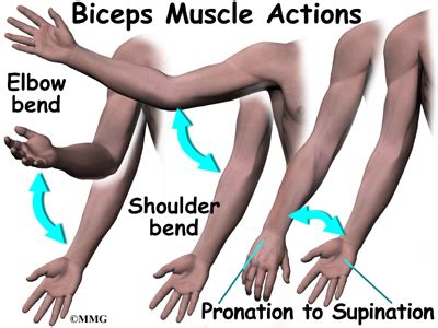 biceps rupture, biceps injury, biceps torn, shoulder injury | Singapore Sports and Orthopaedic ...