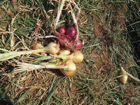 Hazera’s Large Stake in the Burgeoning Global Onion Market - Israel Agricultural Technology ...