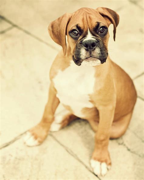 Clyde- Fawn Boxer Puppy Photograph by Jody Trappe Photography