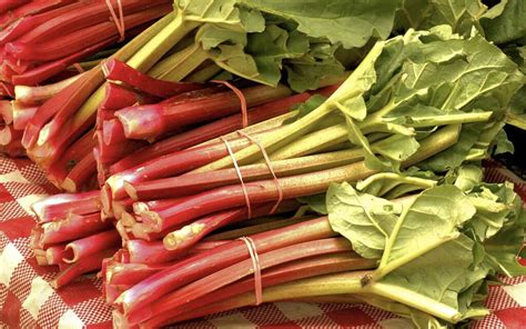 Rhubarb: 10 Health Benefits of Rhubarb